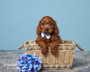 Rocky F1B Cavapoo